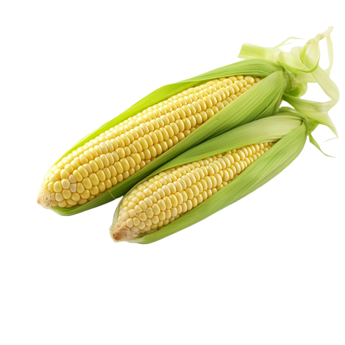 Fresh Corn for Sale