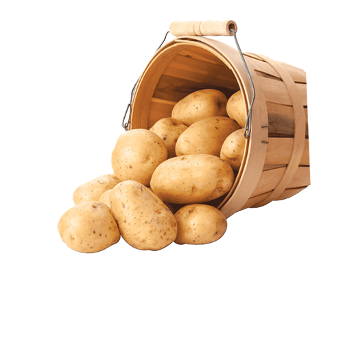 Fresh Potato for Sale