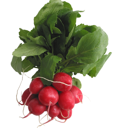 Fresh Radishes for Sale