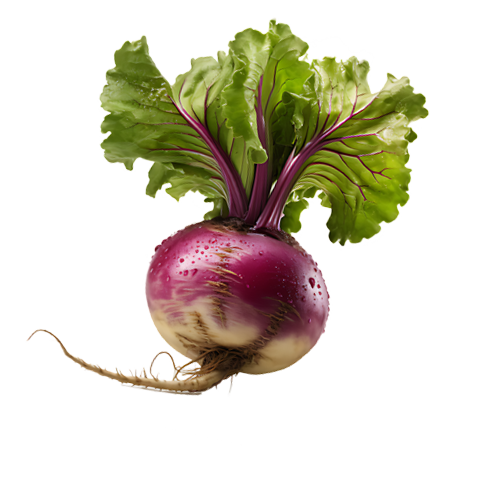 Fresh Turnips for Sale